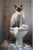 Seal-Point Siamese Cat 500 Pieces Puzzle for Adults, Educational Intellectual Jigsaw Puzzle, Animal Fantasy Puzzles for Adults Fun Game 15.2 * 20.8 Inch