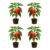 Set of 4 Carolina Reaper Pepper Live Plants, One of the Worlds Hottest Peppers, Edible, USDA Zones 9 to 11, Full Sun