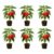 Set of 6 Carolina Reaper Pepper Live Plants, One of the Worlds Hottest Peppers, Edible, USDA Zones 9 to 11, Full Sun