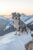 Sheepdog 1000 Pieces Puzzle for Adults, Educational Intellectual Jigsaw Puzzle, Animal Fantasy Puzzles for Adults Fun Game 20 * 28.8 Inch