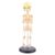 Single for Head Baby Skull Human Research Model Skeleton Anatomical Anatom