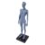 Socobeta Female Human Anatomy Model 27cm Durable Resin Craftsmanship for Classroom Teaching and Artistic Reference