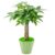 Sprout N Green 8-10″ Money Tree with 5 Lucky Braid, Live Plant with Light Green Petal Pot, Decoration for Indoor Home Office Tabletop Windowsill Side Table, Housewarming Christmas Gift