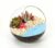 Succulent Glass Terrarium DIY Mini Landscape Kit