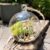 Succulents Box Glass Globe Air Plant Terrarium Kit – Live Succulent Succulent Plant, Indoor & Outdoor (Default Title)
