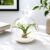 Succulents Box Mini Hanging Flat Bottom Beach Terrariums with White or Black Sand – Live Air Plant Succulent Plant, Indoor & Outdoor (Black)