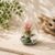 Succulents Box Teardrop Beach Terrarium with Black Sand – Live Air Plant Succulent Plant, Indoor & Outdoor (Default Title)