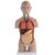 TBLOTYD 50Cm Asexual Human Torso Anatomy Model with Internal Organs Model Detachable and Installable for Learning Resources Detachable 16 Parts