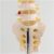TBLOTYD Educational Model Lumbar Model with 5 Lumbar Vertebrae & Coccyx – Human Lumbar Model – 1:1 Anatomical Lumbar Vertebra Model – Human Anatomical Skeleton Model – for Medica