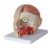 TBLOTYD Human Head Anatomy Model with Attached Brain and Special Artery for Neurology Studies