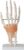 TBLOTYD Joint Model Set – 6 Pieces for Medical Education, Includes Shoulder, Knee, Hip, and Elbow Models for Anatomy Demonstration,Size_Name-D