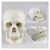 TBLOTYD Organ Model Human Anatomical Anatomy Head Skeleton Skull Teaching Model School Supplies Study Tool – Experimental Teaching Aid Anatomical Model