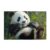 The Panda Puzzle in Bamboo Forests is 1000 Pieces for Adults First Choice Family Entertainment with Bright Colors and Unique Design Bringing A Visual Experience