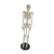 TrnAAs Stand Fexible, Skeleton Model, 33.5 Inch with Display Stand, Spine Model, for Educational Tool Study Kids Learning, Black Base