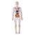Tsawntd Human Body Model for Kids Detachable Visualized 3D Anatomy Model Enlightenment Science Toys Cultivates Explore Curiosity Hands-On Skills, Fully Transparent