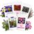 Vyrgromm 5-in-1 Herb & Flower Seeds Variety Pack – Catnip, Pansy, Coleus, Thyme & Dwarf Petunia Seeds for Planting – Non-GMO Heirloom Seed Collection for Indoor & Outdoor Home Garden