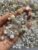 White Kandi Bead Mix with Y2K 90s Kawaii Charms for Bracelets, Jewelry Making, Keychains, Beadable Pens and DIY Craft Supplies