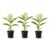 White Milkweed Live Plants Potted – Butterfly Milkweed Plants