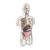 Wmqbjta Human Model Educational Kit Physiology Skeleton Figure Teaching Tool Transparent Organ Display Construction Suitable for exam Classroom l Student Projects