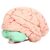 Xixian Detachable Human Brain Model, PVC Neuroscience Study Tool with Skull Fit, Labeled Parts for School Home E on Learning Aid Kit