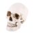 Ymiko 1: Size Lifelike Resin Human Skull Model White Decorative Piece for Artists and Halloween Decor 6.3″ High