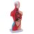 YOUTHINK Human Body Model 15 Piece Parts Interactive Anatomy Study Tools