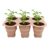 ZAWELIYO 2Pcs 6-Cell Silicone Seedling Trays for Succulents Pothos