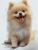 ZMHZMY Paint by Numbers for Teens Paint by Numbers Kits Pomeranian Drawing Home Decor Gift 16×20 Inch,Without Frame