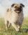 ZMHZMY Paint by Numbers for Teens Paint by Numbers Kits Pug Art Oil Painting Home Wall Decoration 40x50cm