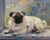 ZMHZMY Paint by Numbers for Teens Paint by Numbers Kits Pug Drawing Home Decor 16×20 Inch,Without Frame